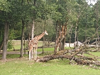 Obr�zek 23_stmel_1-3t_08