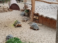 Obr�zek 23_stmel_1-3t_12