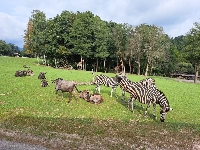 Obr�zek 23_stmel_1-3t_17