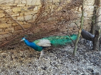 15_male_zoo_ms_08
