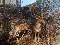 Obr�zek 22_muzeum_hk_08