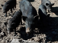 15_prasatka_ms_02