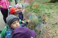 16_zoo_ms_31