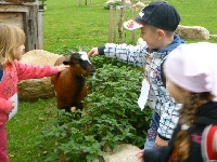 14_muchom_ms_31